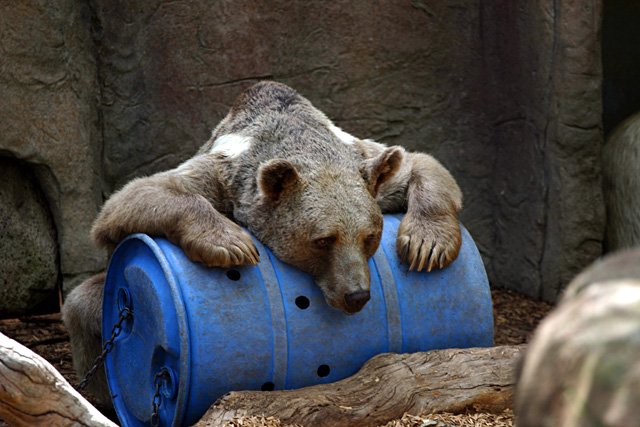 2016_matius_blog_hibernare_de_vara_05