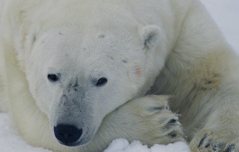 2016_matius_blog_hibernare_de_vara_07